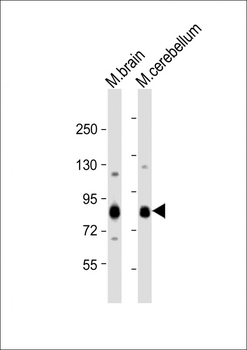 Mouse Prkcg Antibody (N-term)