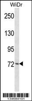 Mouse Plk3 Antibody (N-term)