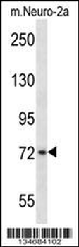 Mouse Plk3 Antibody (N-term)