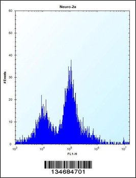 Mouse Plk3 Antibody (N-term)