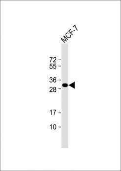 Latexin Antibody (N-term)