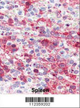 Latexin Antibody (N-term)