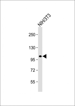 Mouse Ddr2 Antibody (C-term)