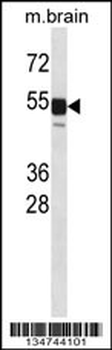 Mouse Clk1 Antibody (N-term)