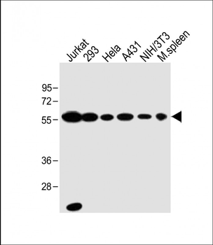U2AF2 Antibody (N-term)