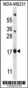 PHLDA2 Antibody (C-term)