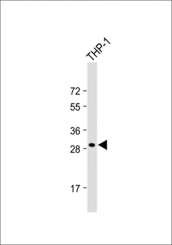 CDCA8 Antibody (Center)