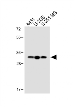 Stanniocalcin-2 (STC2) Antibody (N-term)