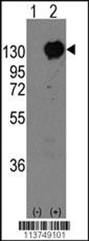 M Cadherin (CDH15) Antibody (C-term)