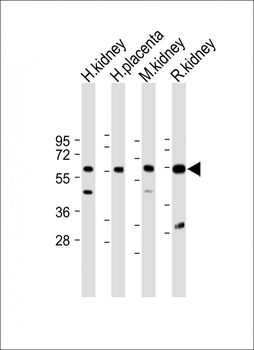 CRTR1 Antibody (N-term)