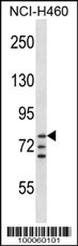 ARNT Antibody (Center V528)
