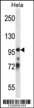 TCEB3 Antibody (Center)