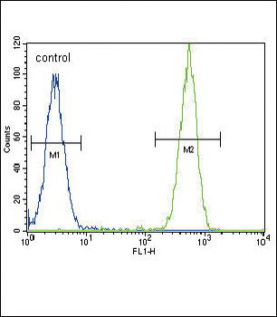 TERT Antibody (Center)