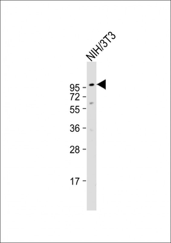 DAG1 Antibody (C-term)