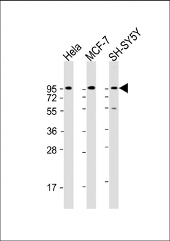 DAG1 Antibody (C-term)