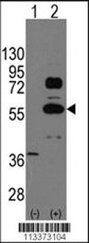SOX9 Antibody (N-term)