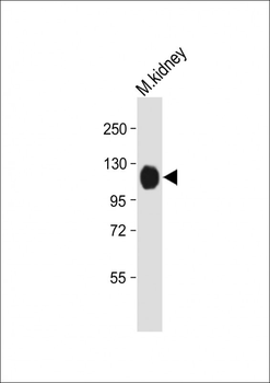 Mouse Npr1 Antibody (N-term)