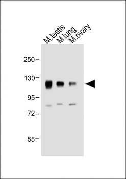 Mouse Npr1 Antibody (N-term)