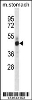 Mouse Mst4 Antibody (Center)