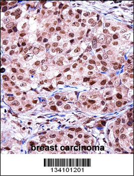 TERF2IP Antibody (C-term)
