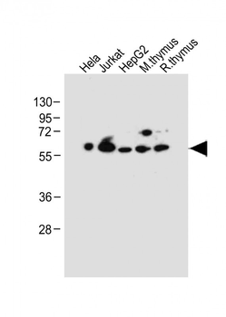 PDCD4 Antibody (Center)