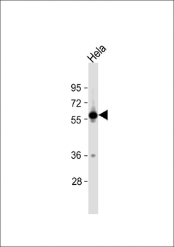 SLC30A1 Antibody (C-term)