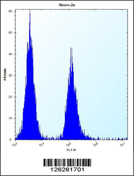 VASH2 Antibody (C-term)