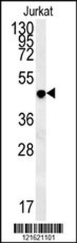 DAO Antibody (Center)