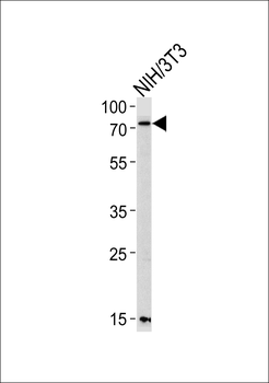 Mouse Pak3 Antibody (N-term)