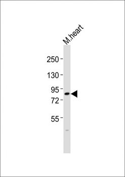 Mouse Mylk3 Antibody (N-term)