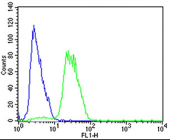Mouse Mapk11 Antibody (N-term)