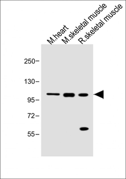Mouse Csf1r Antibody (C-term)
