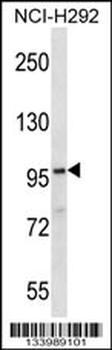 FA83G Antibody (C-term)