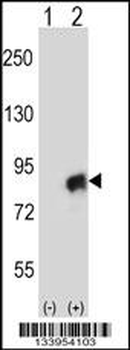 CUL4A Antibody (N-term)
