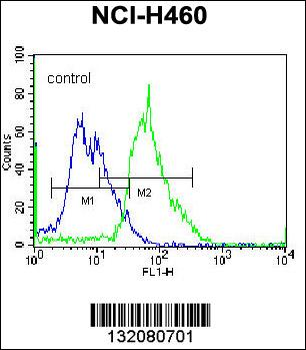 MGAT5 Antibody (C-term)