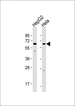 EHD1 Antibody (C-term)