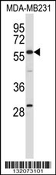 EHD1 Antibody (C-term)