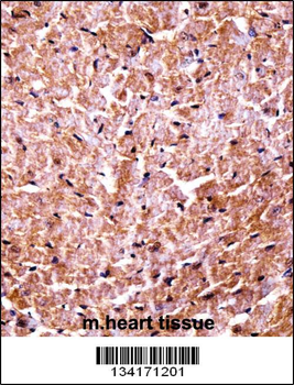 Mouse Camk2d Antibody (Center)
