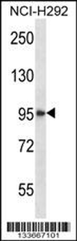 HDAC4 Antibody (C-term)