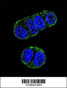 FOLH1 Antibody (N-term)