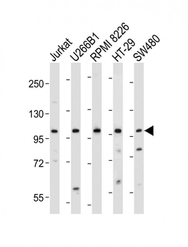 NLRP6 Antibody (N-term)