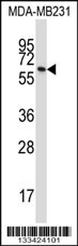 BTN3A1 Antibody (C-term)