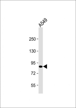 USP45 Antibody (Center)