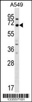 MEGF9 Antibody (C-term)