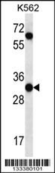 PI15 Antibody (N-term)