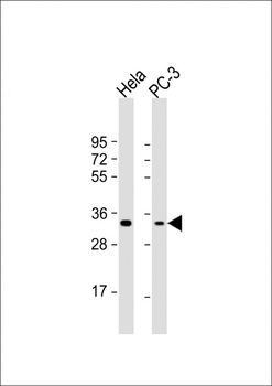 PI15 Antibody (N-term)