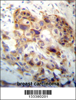PI15 Antibody (N-term)
