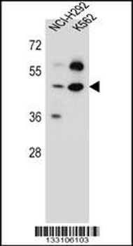 SC65 Antibody (C-term)