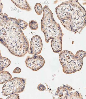 SGPP1 Antibody (N-term)