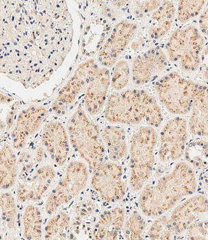 SGPP1 Antibody (N-term)